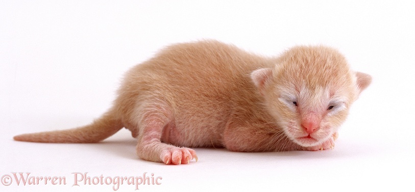 Cream kitten, Milo, 1 week old, eyes and ears just opening, offspring of Pansy, white background