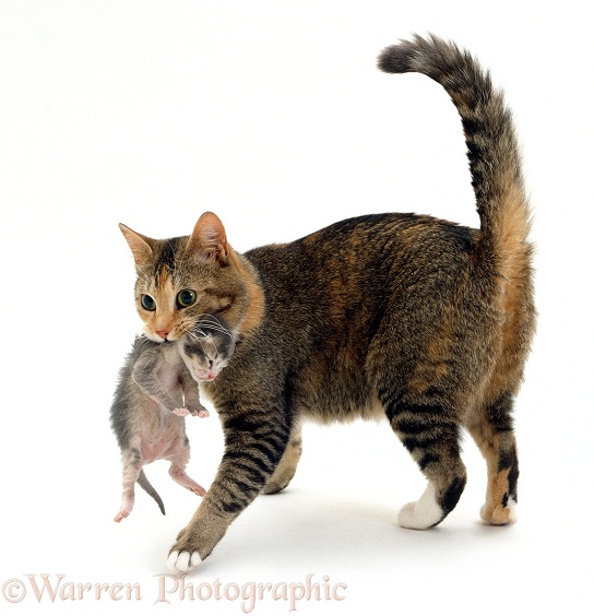 Mother cat, Pansy, carrying her silver kitten, Bella, 1 week old, in her mouth, white background