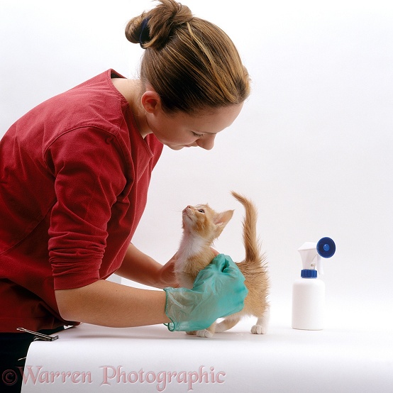 Owner, Kathryn, treating ginger kitten, Red, 8 weeks old, with flea spray, white background