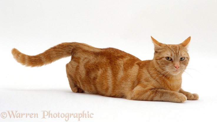 Ginger tabby female cat Lucky in lordosis (mating posture) when on heat / oestrus, white background