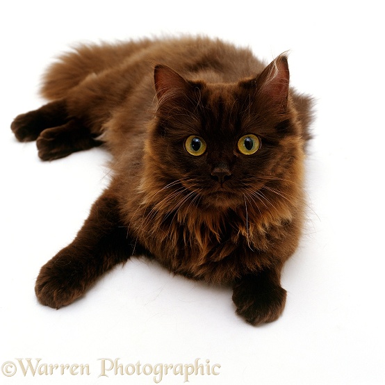 Chocolate Persian cross female cat Chloe, 6 months old, white background