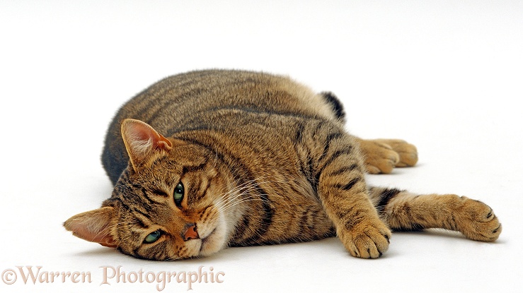 Striped tabby male cat, Nemo, lying on his side, white background