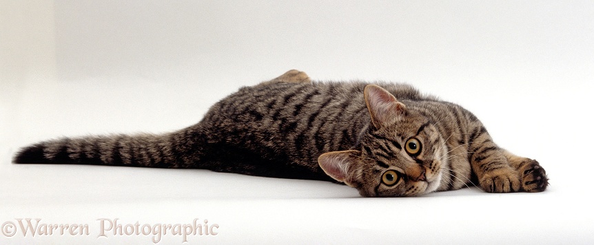 Young tabby Chinchilla-Burmese cross female cat, Popocat, playfully rolling, white background