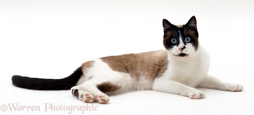 Seal-point Snowshoe female cat Eyebright, white background