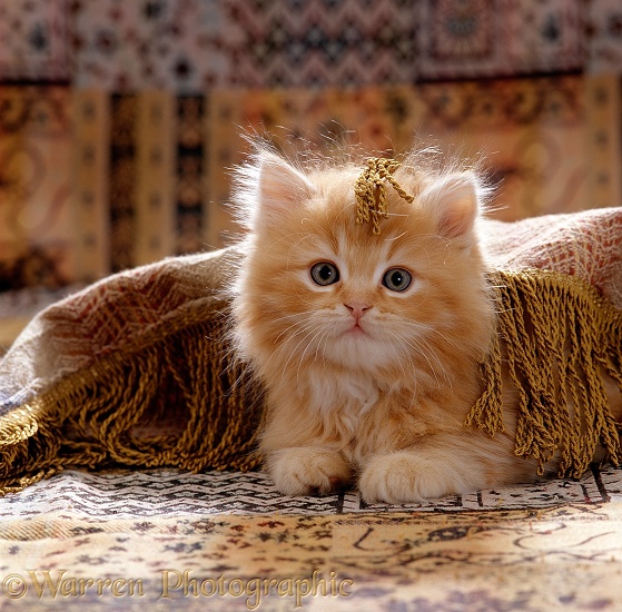 Red Persian-cross male kitten, 8 weeks old, playing under fringed cover