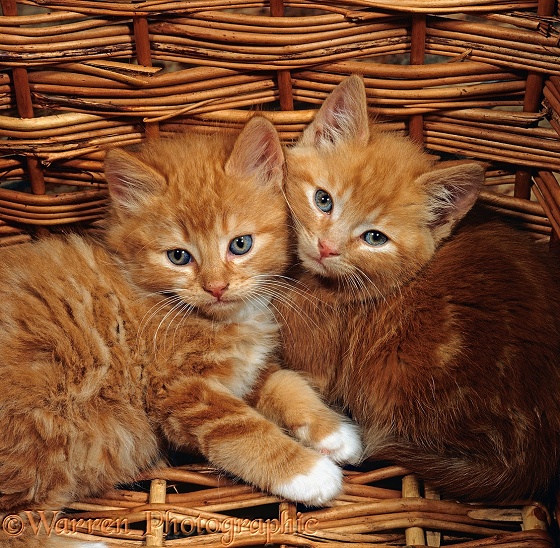 Ginger male kittens in a wicker basket