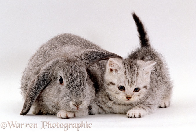 Silver spotted kitten with silver lop eared rabbit, white background