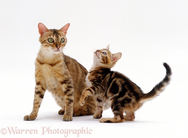 Mother cat and playful Bengal-cross kitten, white background