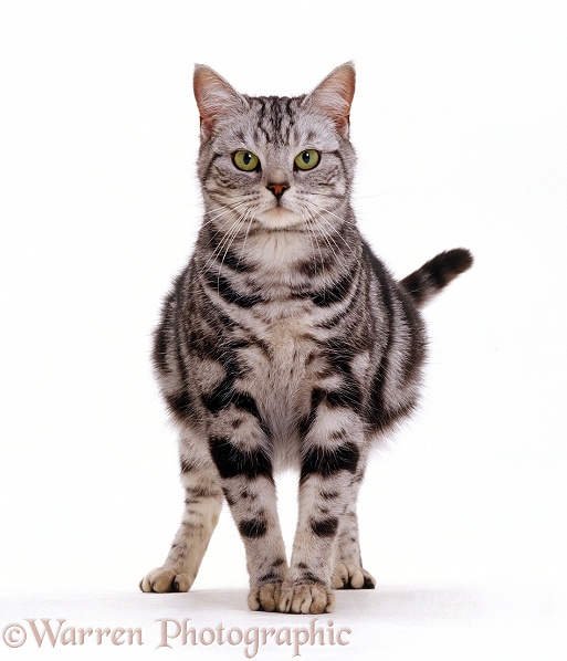 Pregnant silver tabby British shorthair female cat, Zelda, white background