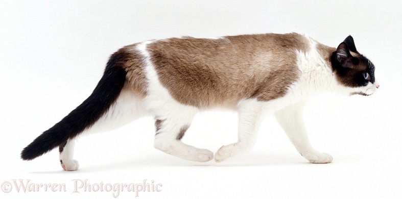 Seal-point Snowshoe female cat, Eyebright, slinking along in submissive posture, white background