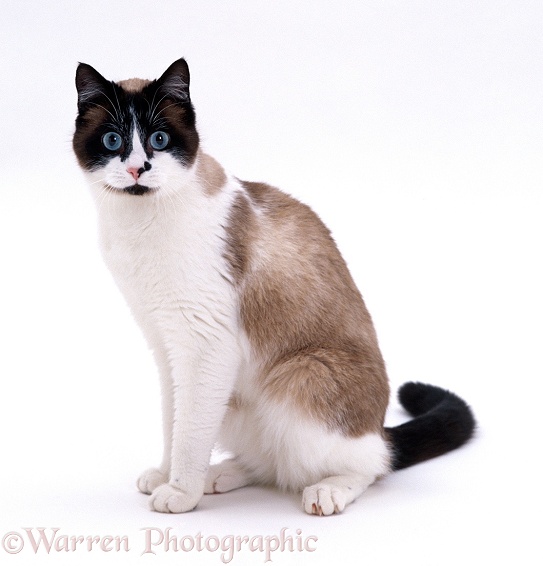 Seal-point Snowshoe female cat Eyebright, white background