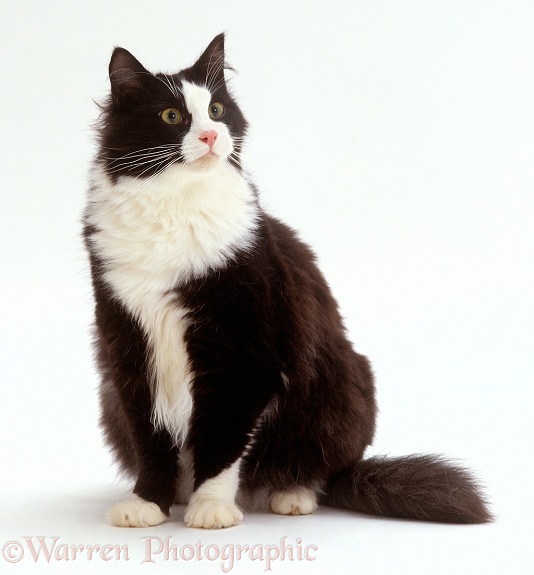 Black-and-white male cat, Felix, sitting, white background
