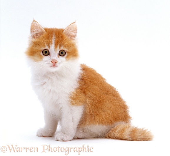 Ginger-and-white kitten, sitting, white background