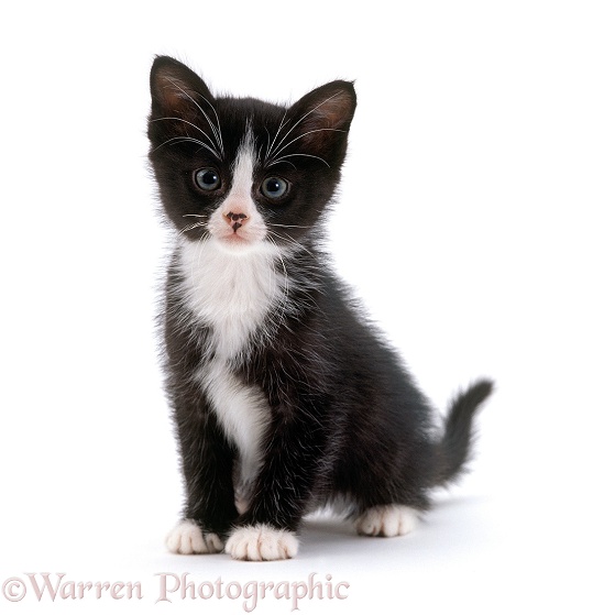 Black-and-white kitten, 6 weeks old, white background