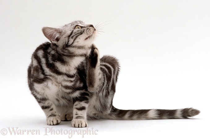 Silver tabby cat, Fleur, scratching herself, white background