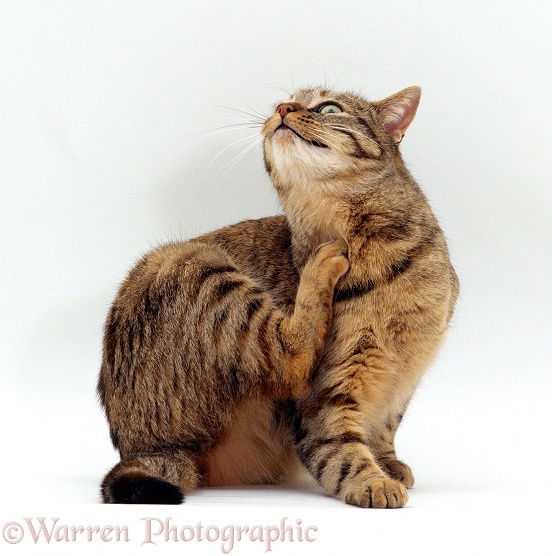 Tabby cat scratching herself, white background