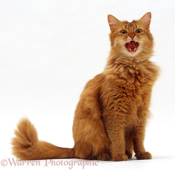 Chocolate Somali cat Annie, miaowing, white background