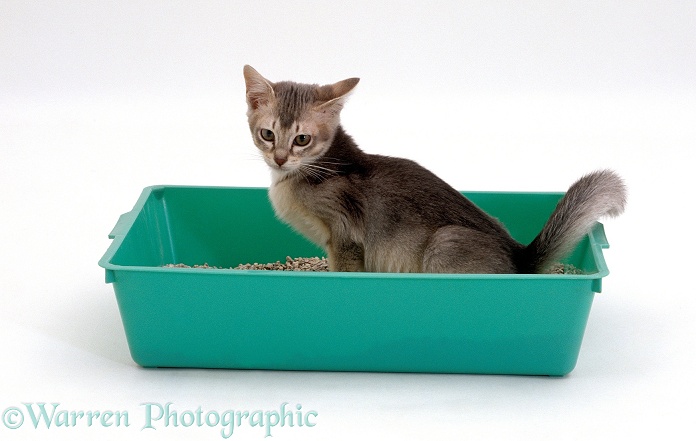 Kitten urinating in a litter tray, white background