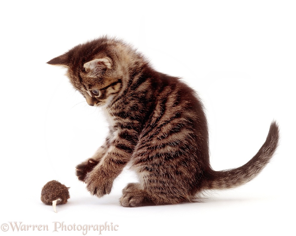 Tabby kitten, Popocat, playing with toy mouse, white background