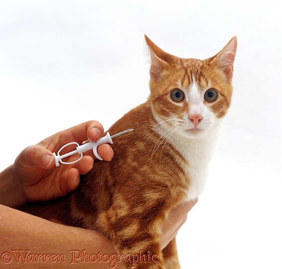 Implanting a microchip in red tabby cat, Dandy, white background