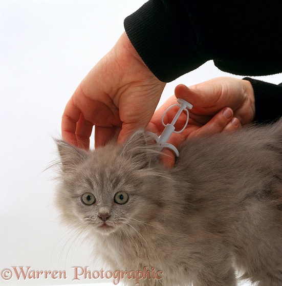 Implanting microchip into lilac Persian-cross kitten, white background
