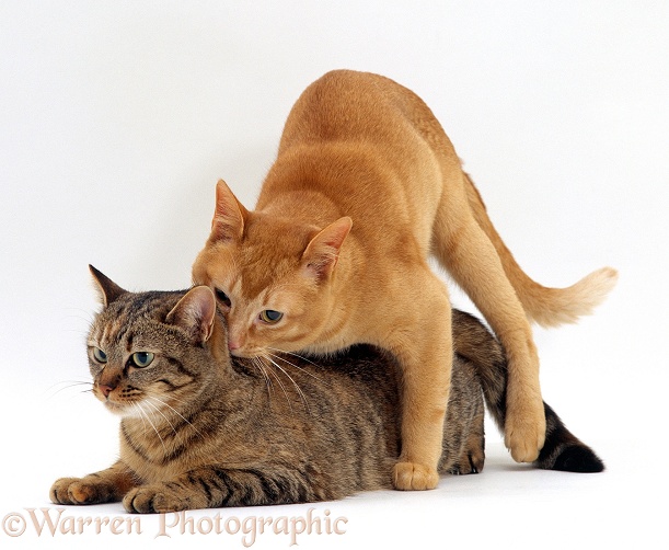 Red Burmese male cat Ozzie leaps on female tabby Dainty in lordosis and grabs her by the scruff of her neck, mating sequence 3/7, white background