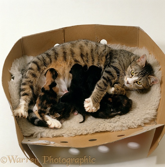 Polydactyl (extra digits) female cat, kneading as she suckles her kittens, white background