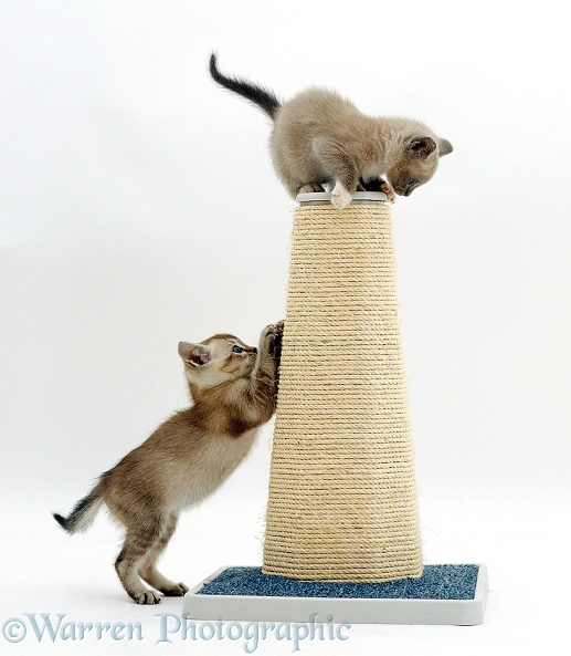 Kittens playing on a scratchpost, white background