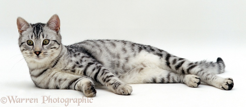 Silver tabby cat Arum, 5 months old, lying down with head up, white background