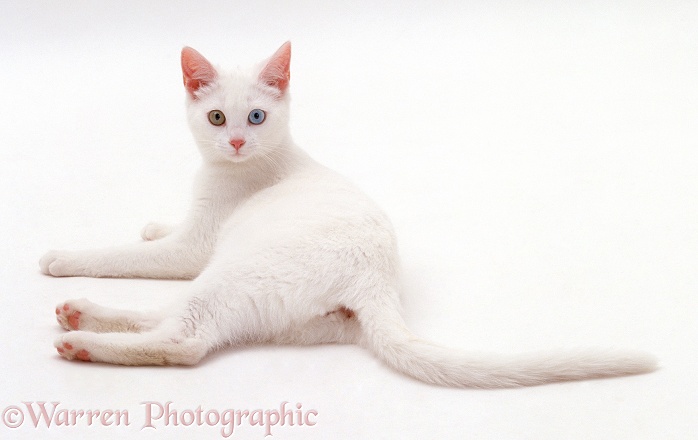 Odd-eyed white Bengal-cross female cat, 6 months old, lying with head up, looking over her shoulder, white background