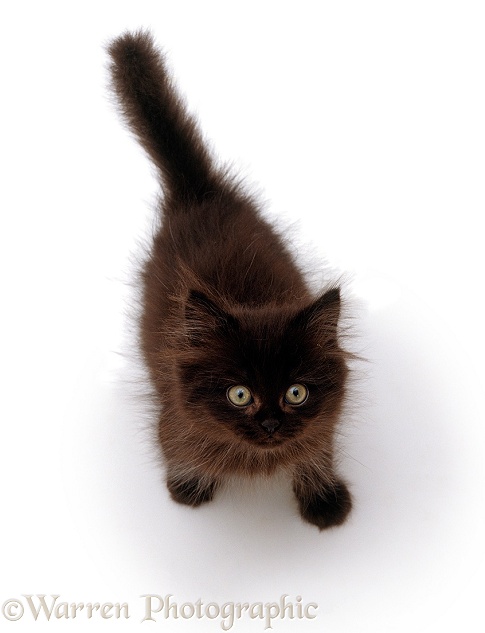 Chocolate fluffy kitten looking up, viewed from above, white background