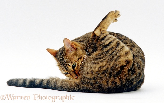 Bengal female cat Oosha licking her bottom, white background