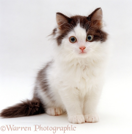 Fluffy kitten, 9 weeks old, white background