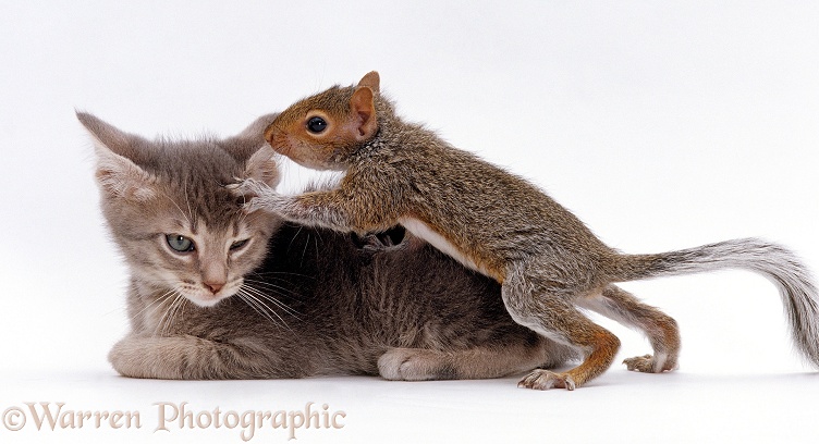 Grey kitten interacting with baby Grey Squirrel, white background