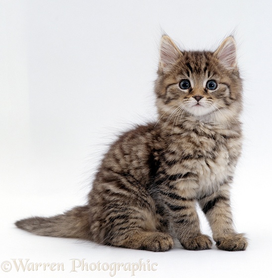Tabby kitten, white background
