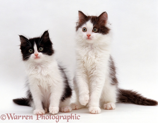 Black-and-white and brown-and-white kittens, 9 weeks old, sitting up, white background