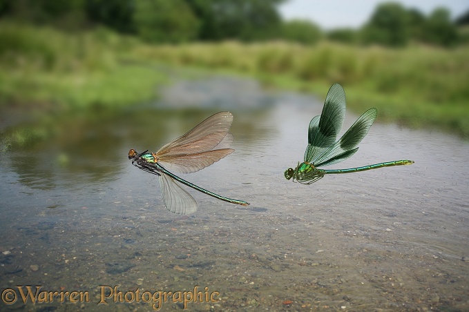 Banded Demoiselle (Calopteryx splendens) female pursued by male