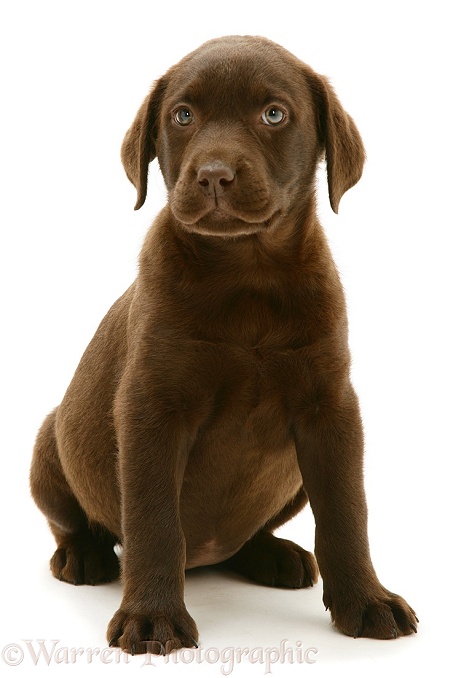 Chocolate Labrador Retriever pup, white background