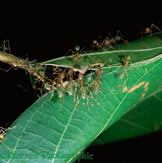 Green Tree Ants (Oecophylla smaragdina) rolling a leaf to create their nest.  Australia