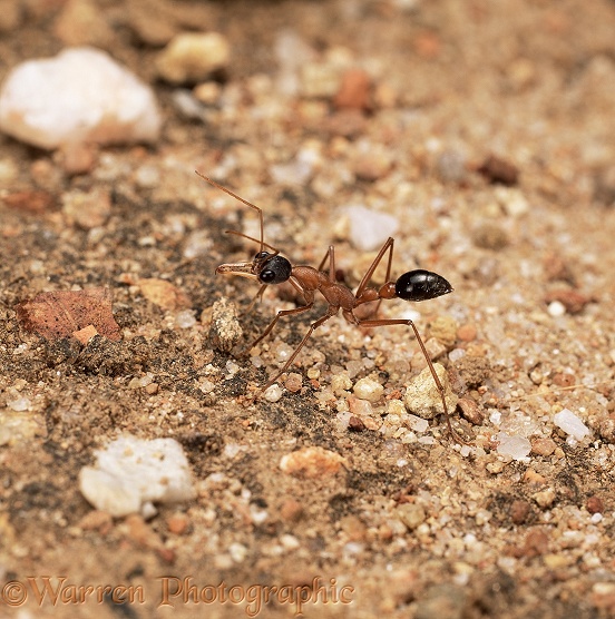 Bulldog ant (Myrmecia sp) worker showing large jaws.  Western Australia