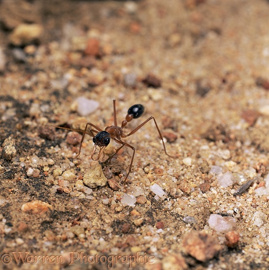 Bulldog ant (Myrmecia sp) worker showing large jaws.  Western Australia