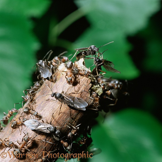 Winged female Wood Ants (Formica rufa) leaving nest