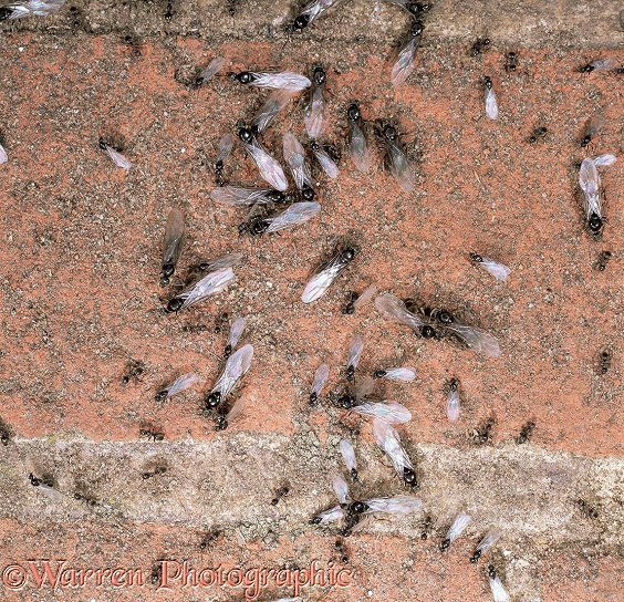 Winged male and female Garden Black Ants (Lasius niger) leaving nest.  Europe