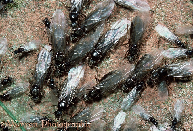 Winged male and female Garden Black Ants (Lasius niger) leaving nest