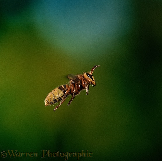 Hornet (Vespa crabro) worker flying