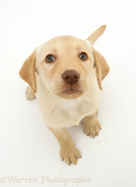 Yellow Labrador Retriever pup, Millie, sitting and looking up, white background