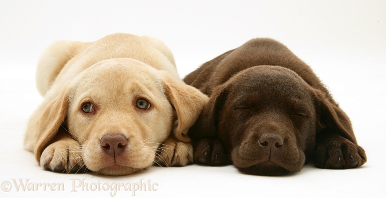 Sleepy Yellow and Chocolate Retriever pups, white background