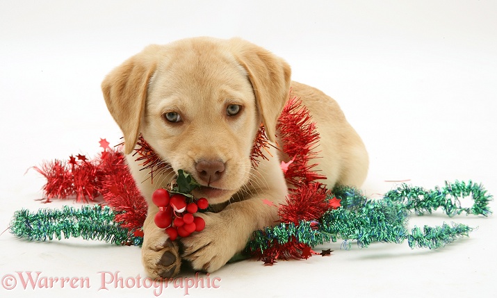Yellow Labrador Retriever pup with tinsel, white background