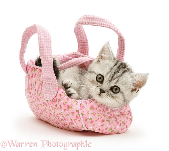 Silver tabby kitten in a child's pink cloth bag, white background