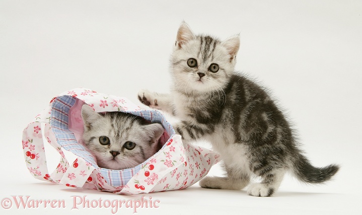 Silver tabby kittens with a child's pink cloth bag, white background